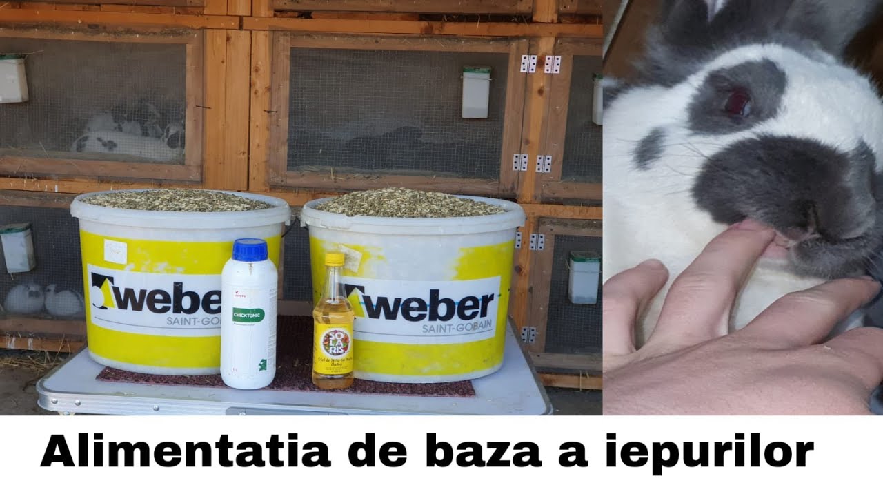 Ce fel de granule folosesc la alimentația iepurilor