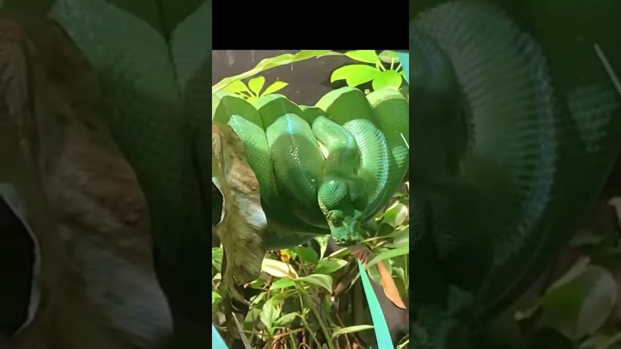 #shortvideo 🐍Green tree Viper snake 🐍 #wildanimals #
