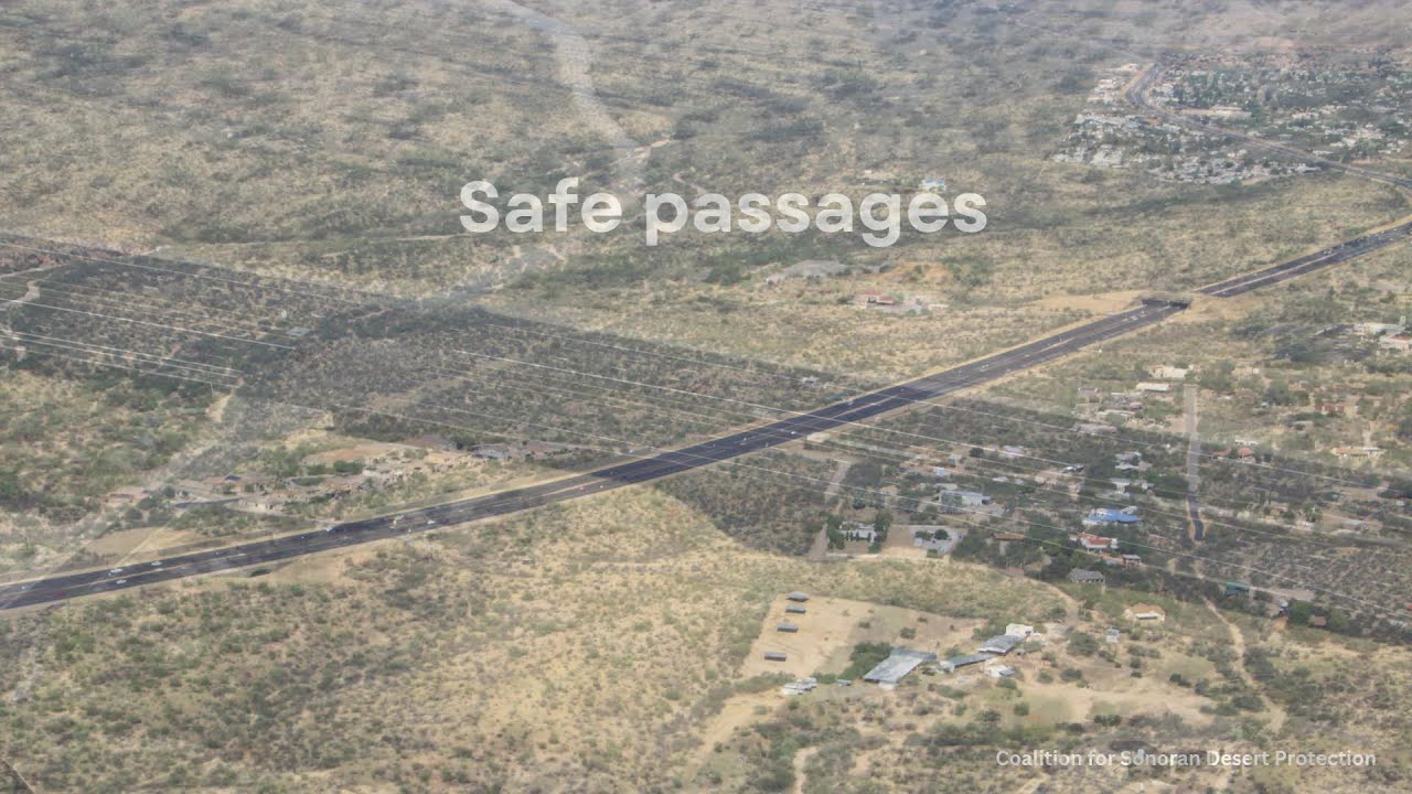 Animals are taking full advantage of Oracle Road wildlife crossings