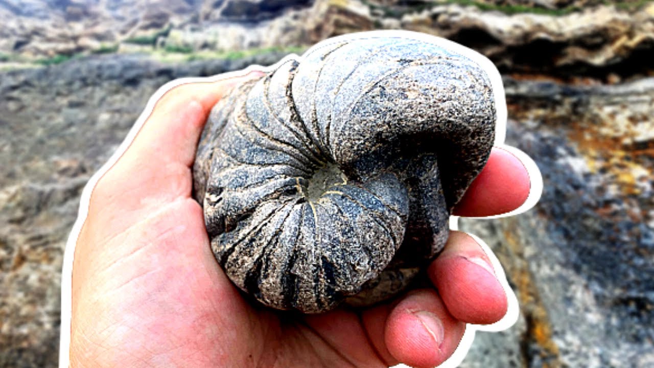 CRAZY FOSSIL HUNT! - Rare Nautilus + Jaw bones