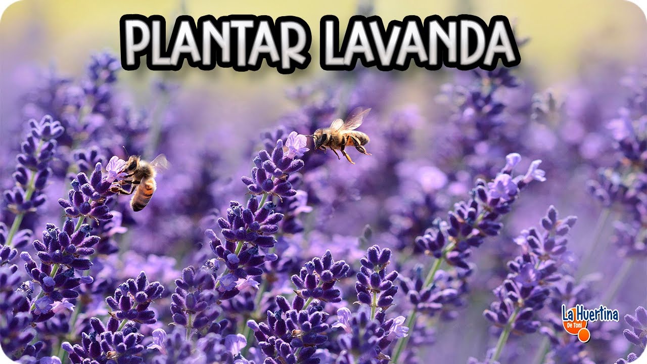Como Y Porque Plantar Lavanda En El Huerto || Huerta Aromatica || La Huertina De Toni