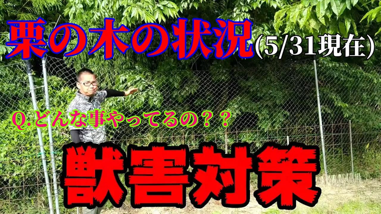 【春の栗の話part.2】栽培状況と動物への対策と植え付けの間隔について
