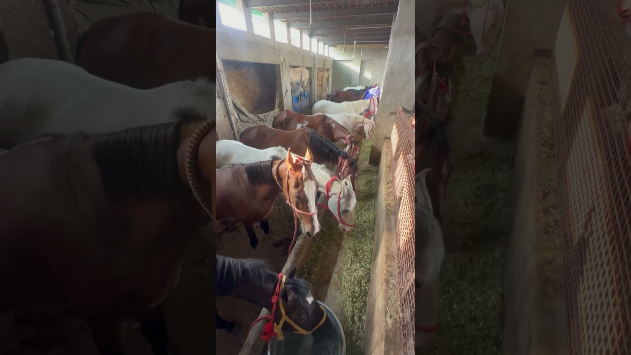 Jita stud farm #punjabisong #punjabimusic #newsong