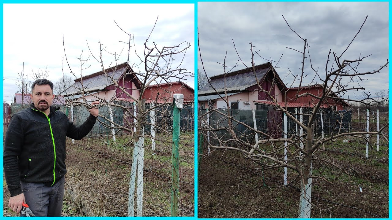 Taiere de normare producție la un măr ionatan anul 8 de la plantare🍎🤗