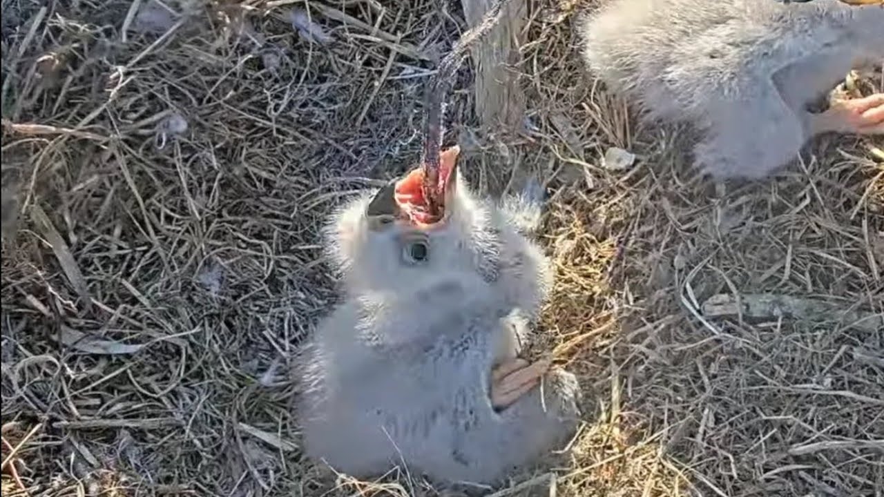 SWFL | Scary situation for E19, piece of prey stuck on her beak | 08.01.2022