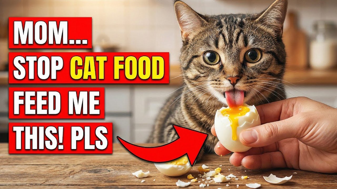 15 продуктов питания для людей, которые многим кошкам на самом деле нужны чаще, чем обычный кошач...