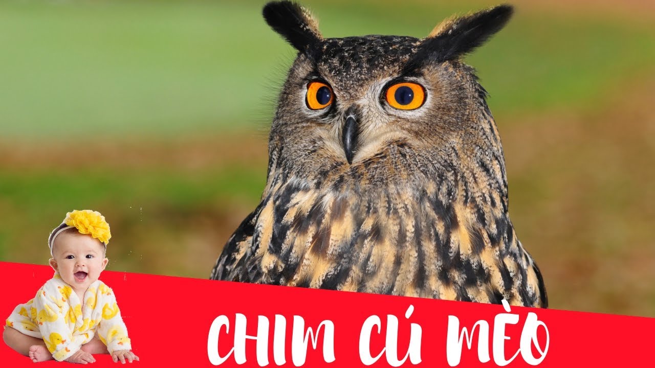 Dạy b&eacute; học con chim c&uacute; m&egrave;o | Dạy em b&eacute; tập n&oacute;i t&ecirc;n v&agrave; hoạt động c&aacute;c con vật