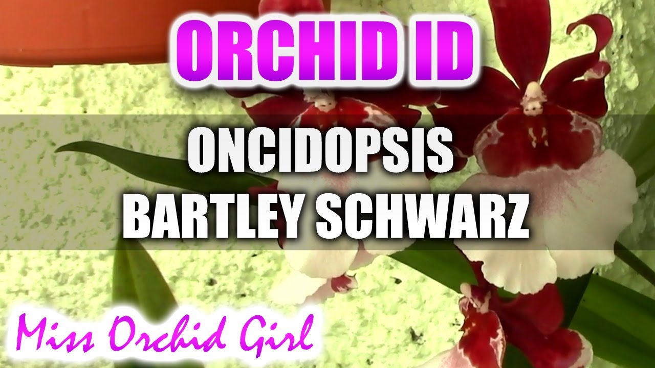 Oncidopsis (Miltonidium) Bartley Schwarz
