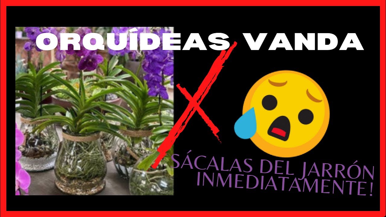 Como Cuidar una Orquídea Vanda? Sácala del Jarrón inmediatamente!