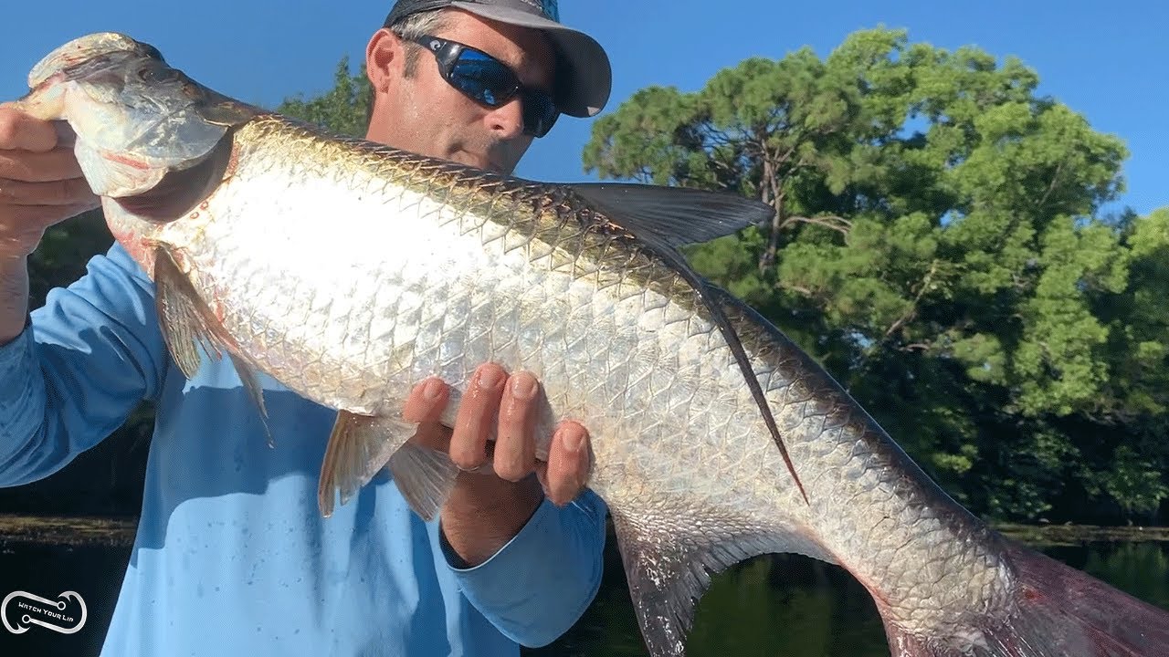FRESH WATER TARPON TUTORIAL   HOW TO CATCH MORE JUVY'S!
