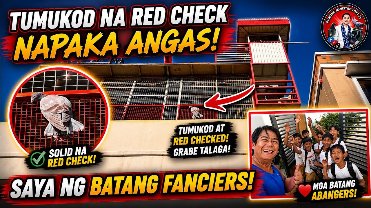 EP1233 AMIGO NAG PASAYA NG MGA BATANG FANCIER! AT ANG ASTIG NA RED CHECK NA TUKOD!