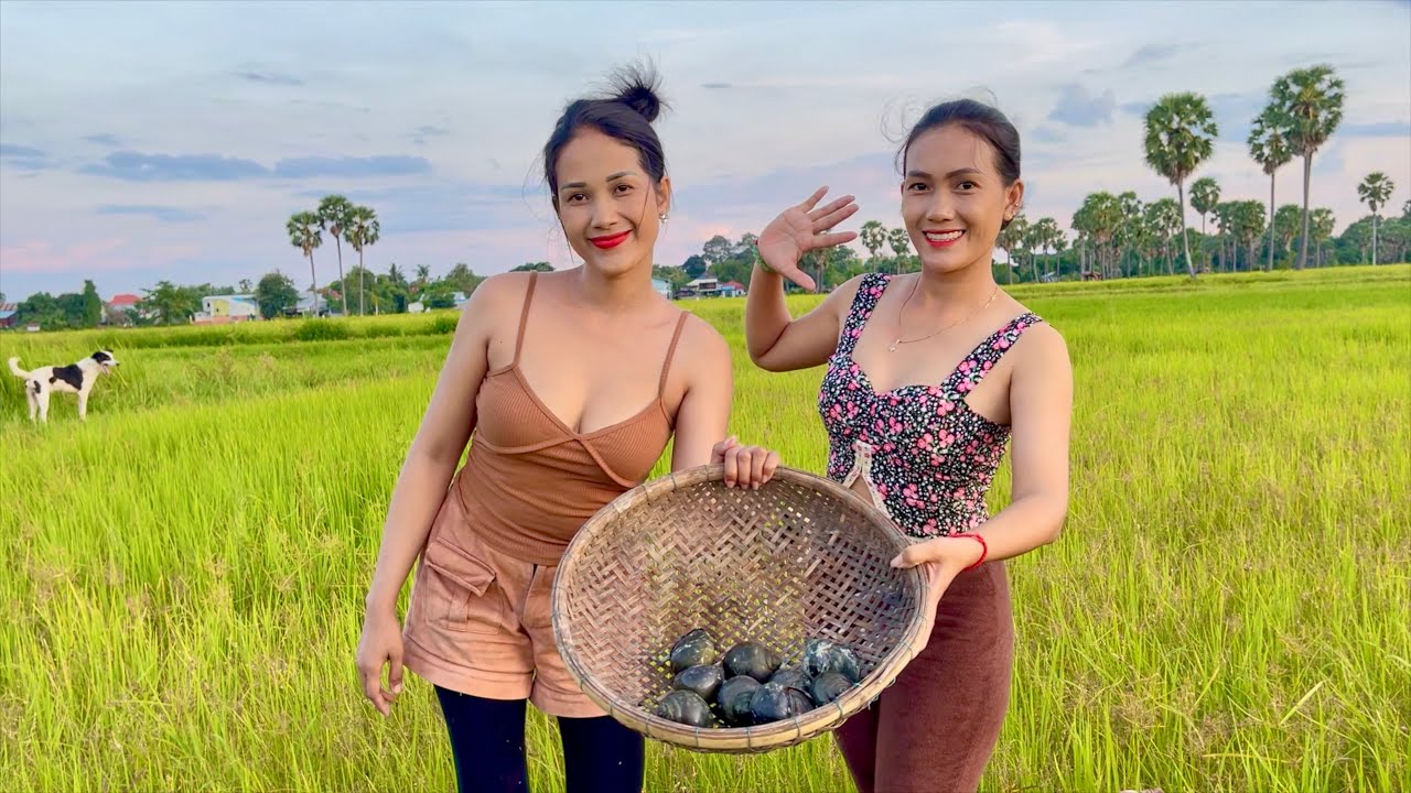 Caught And Cooked Farm Snails On The Rice Field In Rainy Season