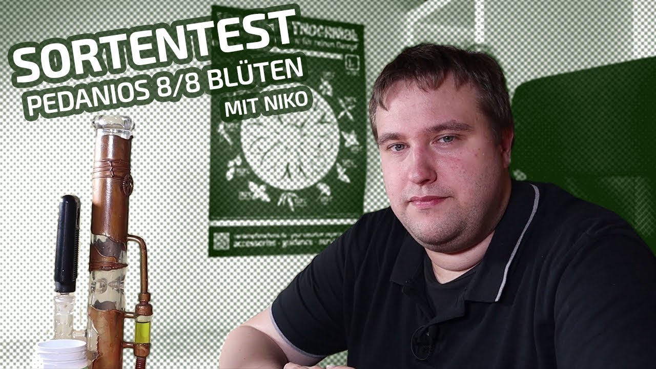 Sortentest ─ Pedanios 8/8 ohne Samen