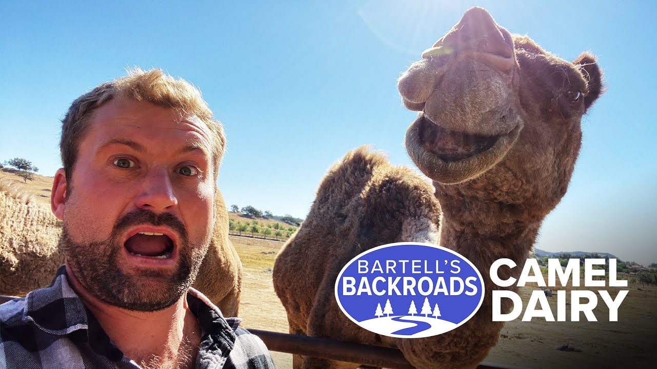 Every day is hump day at this camel dairy and rescue center | Bartell's Backroads