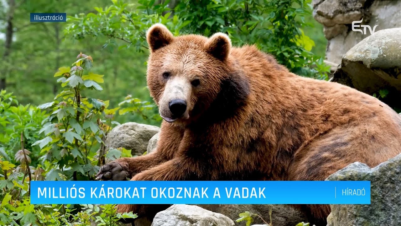 Milliós károkat okoznak a vadak – Erdély TV