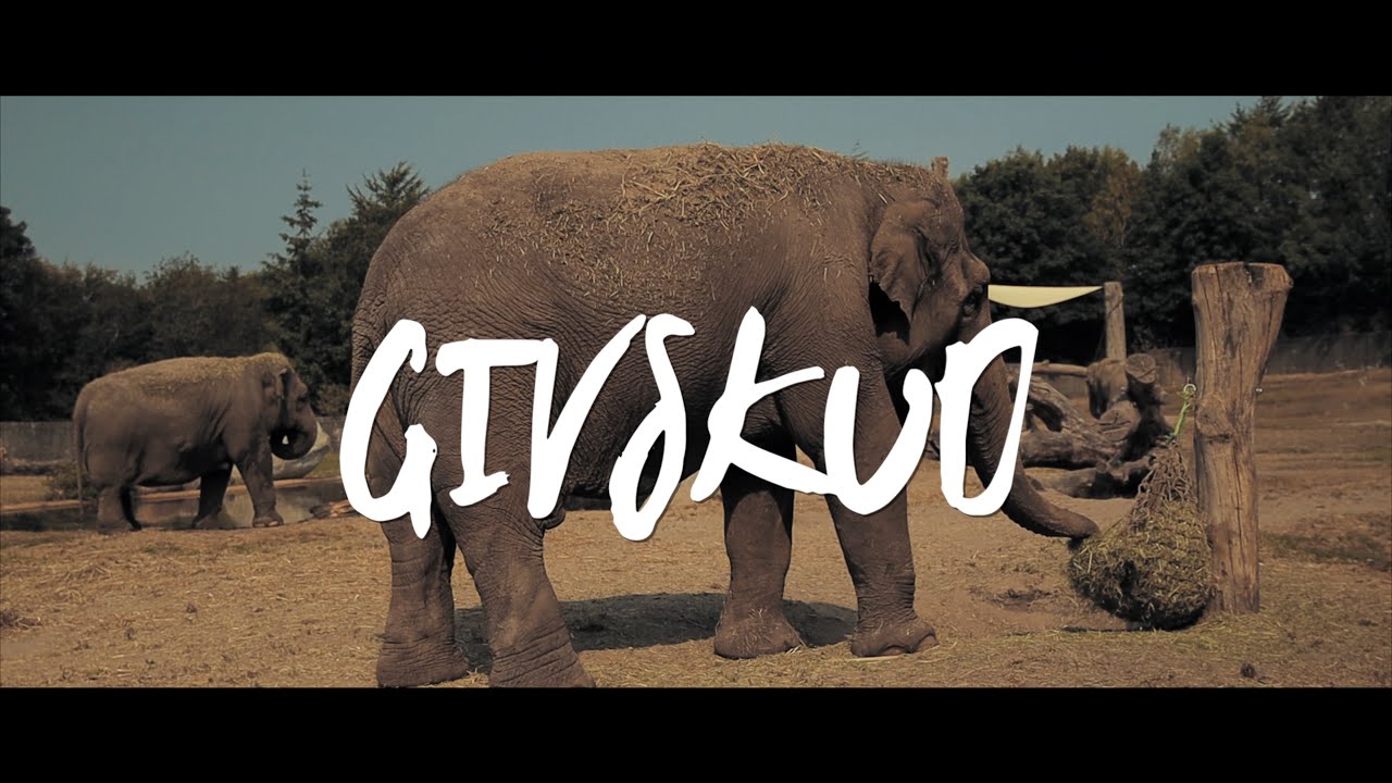 THIS IS GIVSKUD SAFARI
