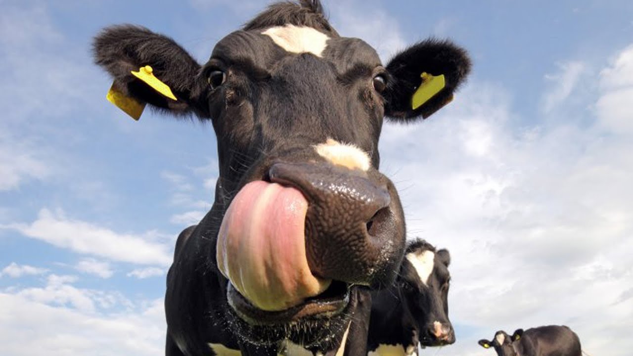 Animal Behaviors That Still Can't Be Explained
