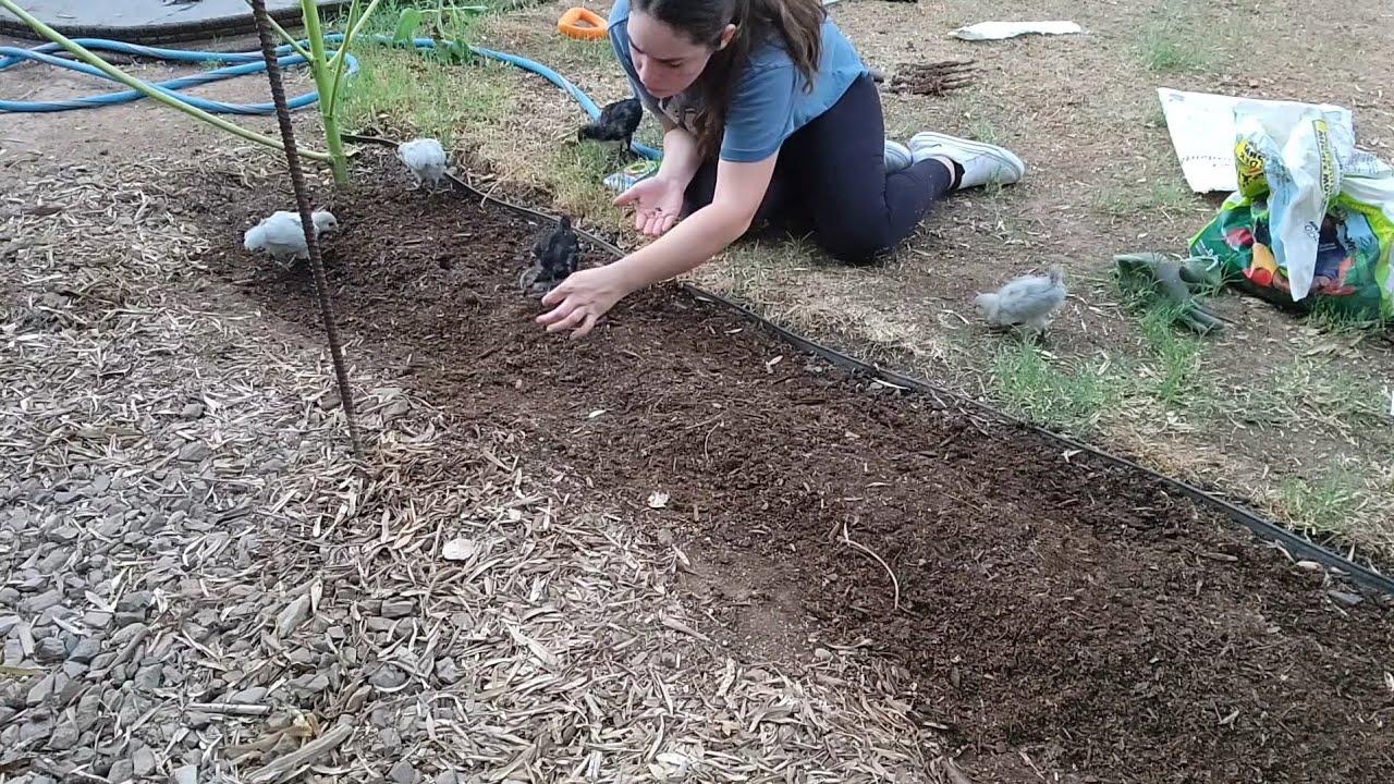 Planting Seeds for Monsoon Desert Garden