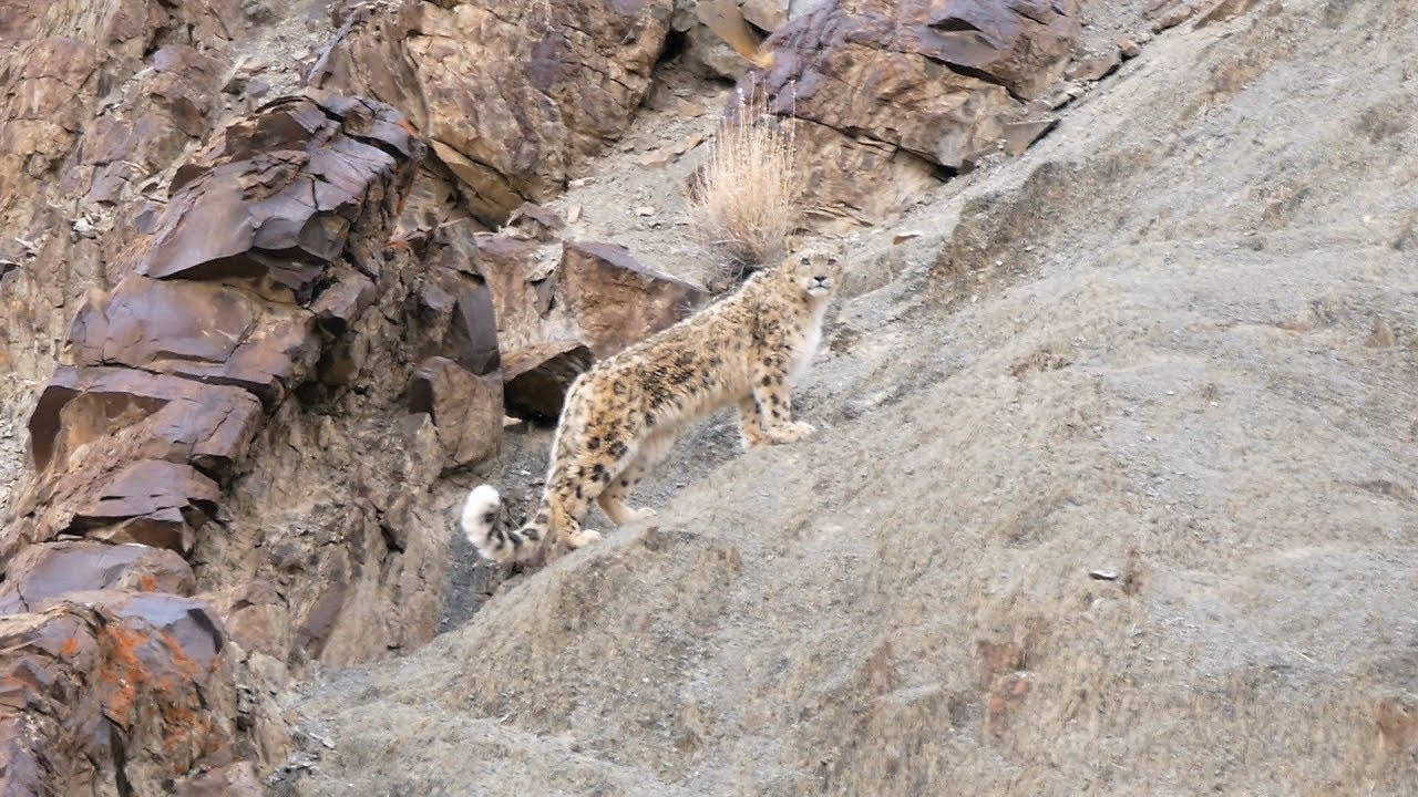The Snow Leopard