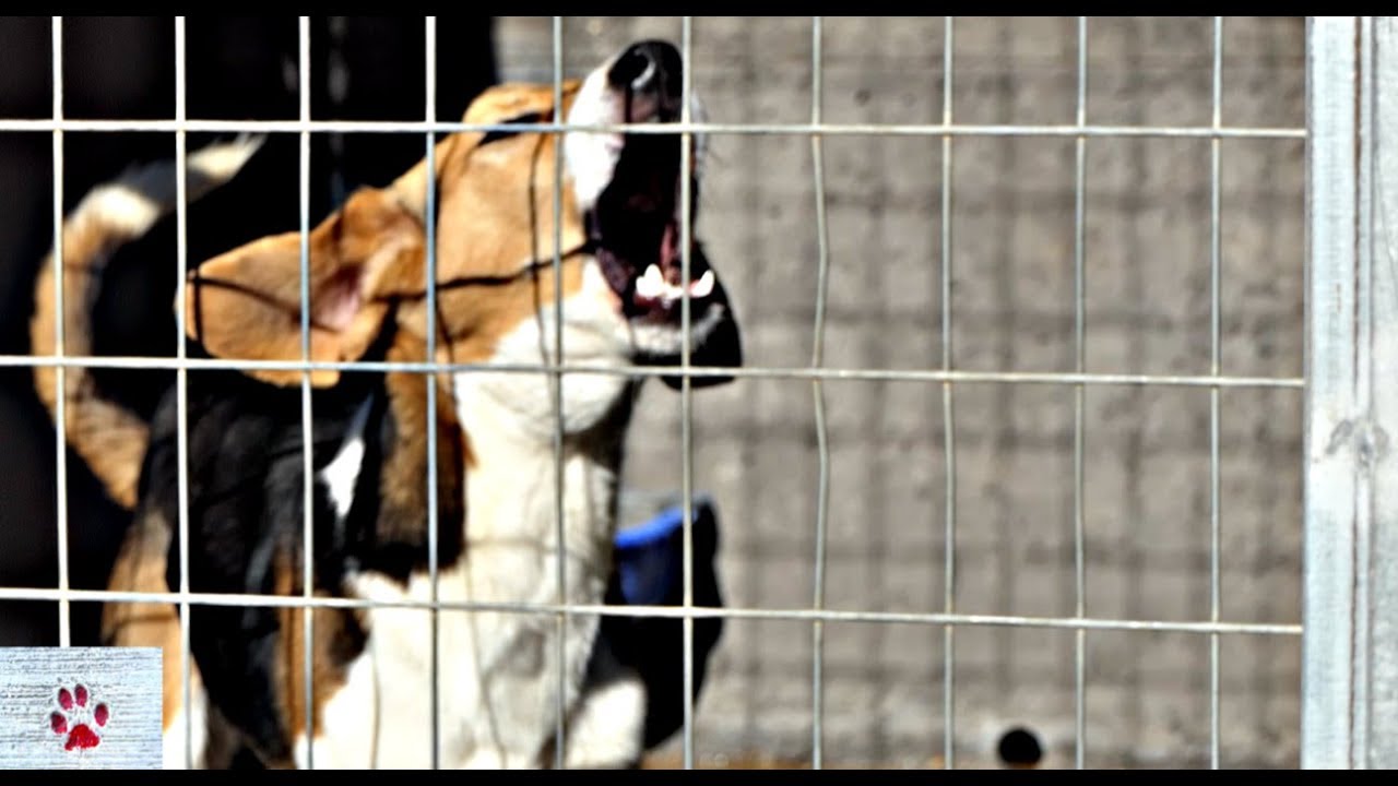30 seconds of dog shelter noise
