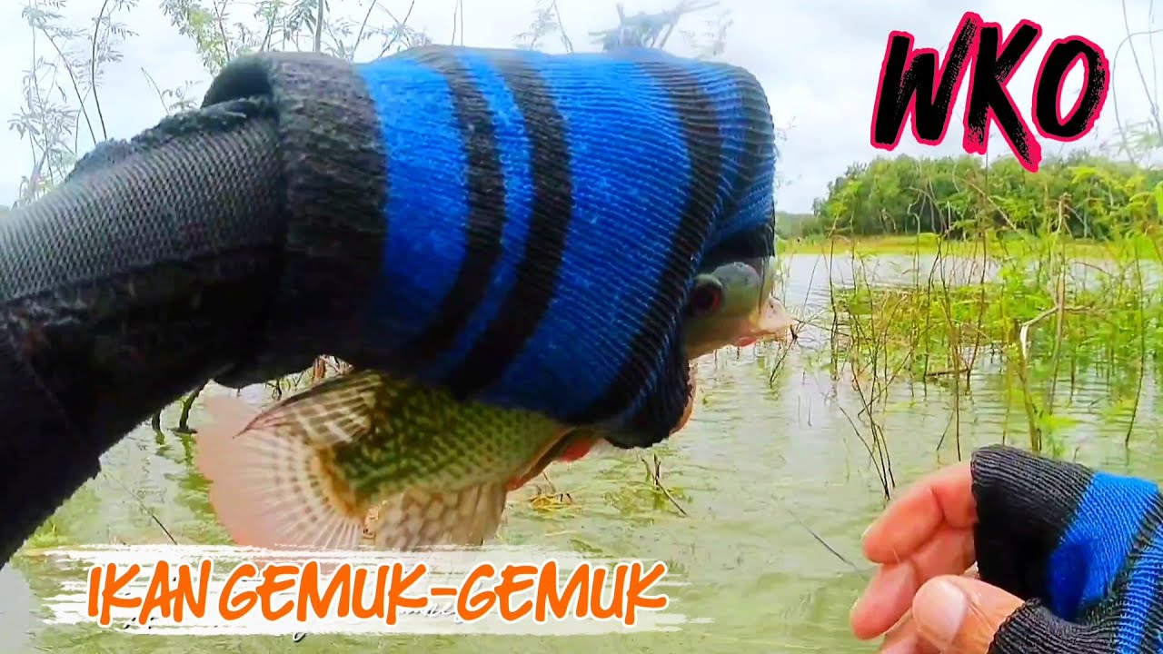 MANCING WKO‼️SPOT KLAMPIS BERDURI WKO MEMBAHANA || SPOT SARIMULYO #mancing #fishing #tilapia #wko