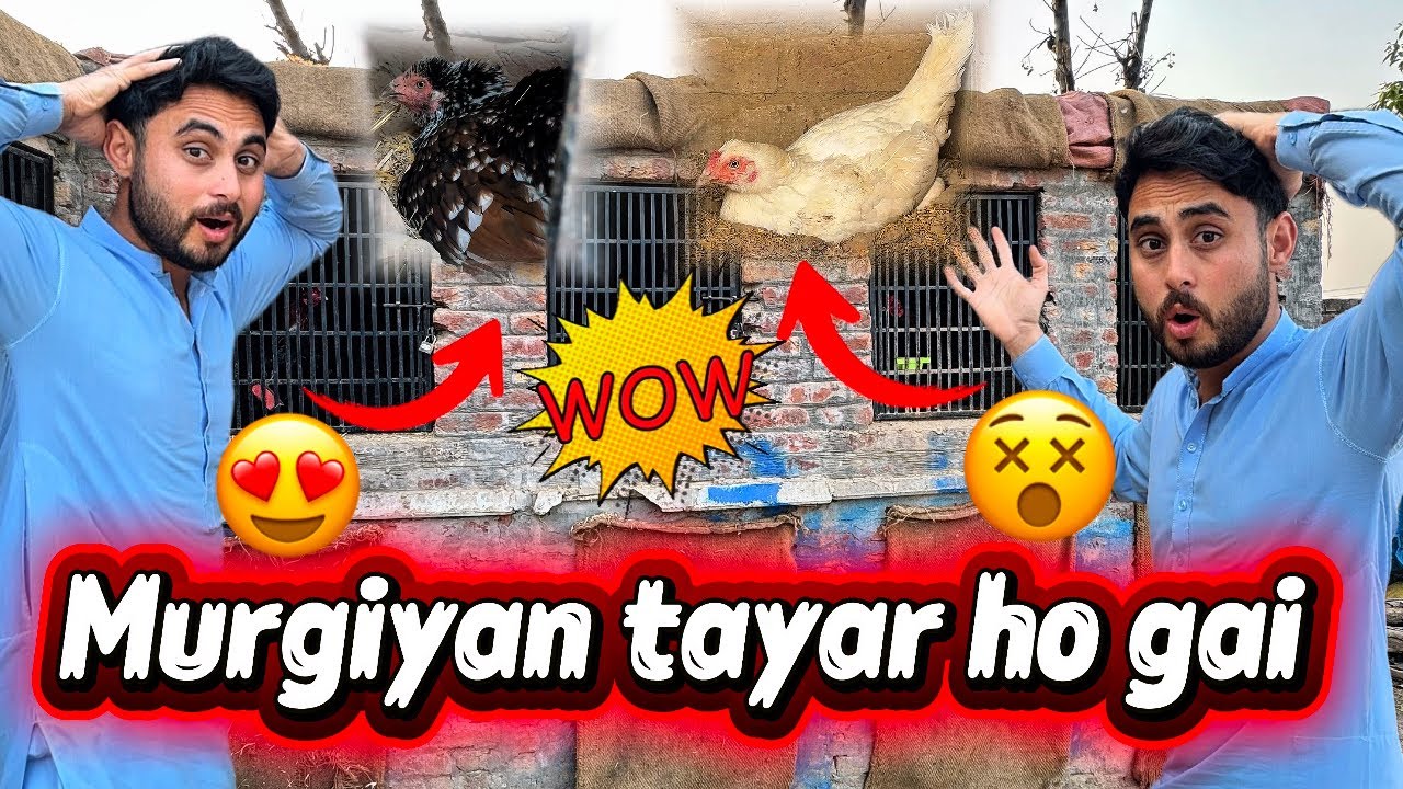Murgiyan tayar ho gai 😍 kurok hone ky liye 🥰 