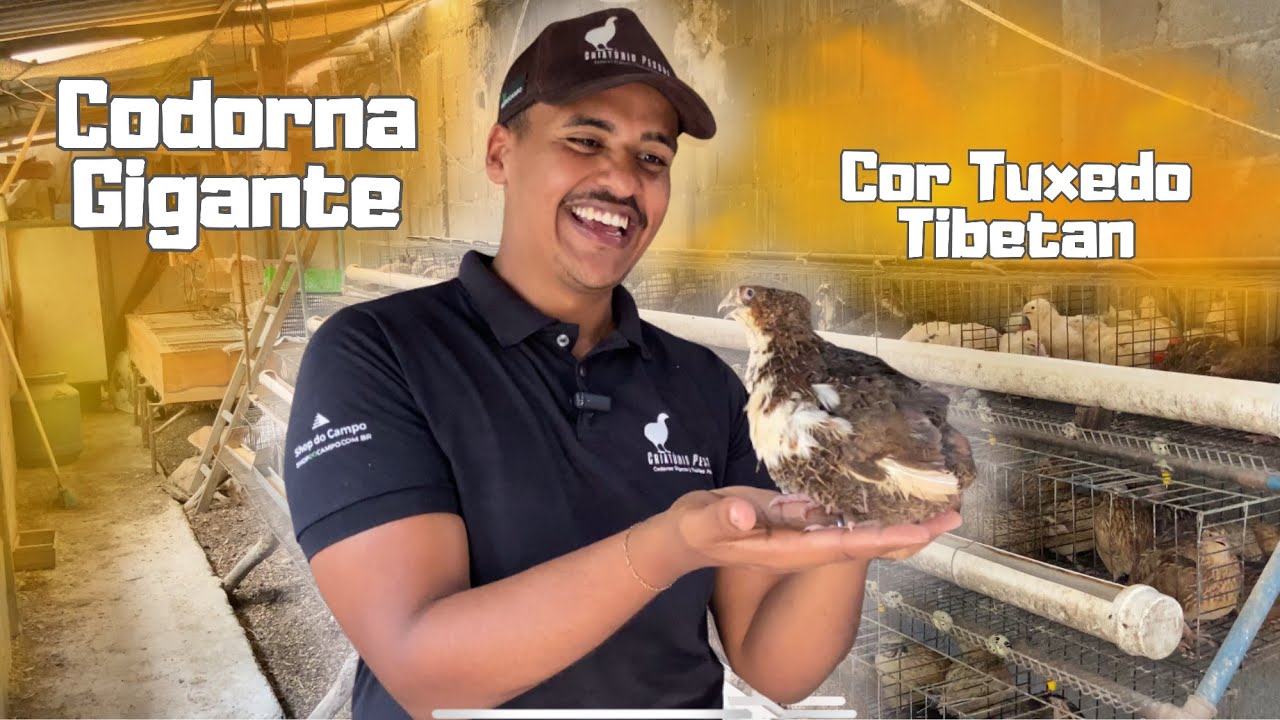 Codorna GIGANTE EUROPEIA Cor TUXEDO/TIBETAN - A MELHOR GENÉTICA DO BRASIL Criatório Pessoa