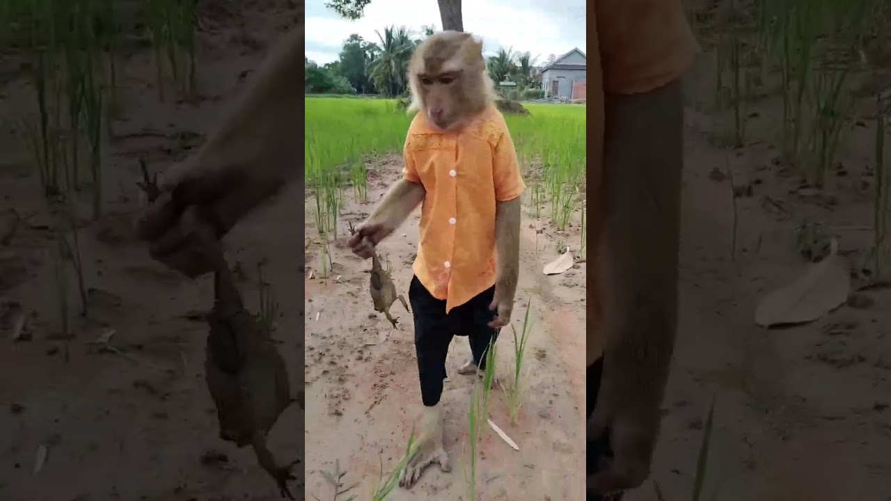 chal medak ghar#shorts#trending#shortvideo
