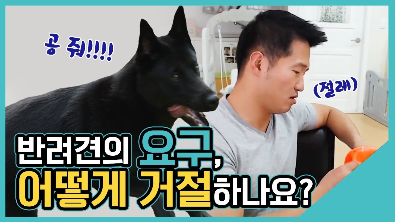 반려견의 요구, 어떻게 거절하나요?｜수밤라이브