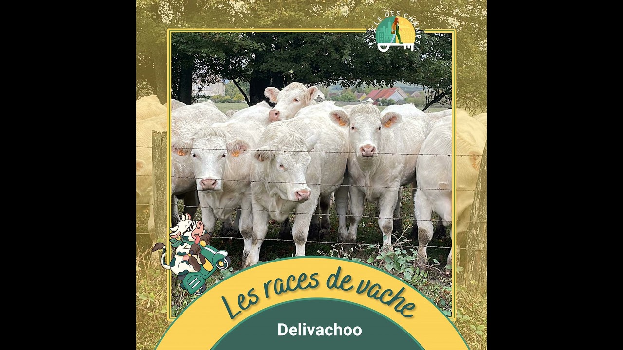 [Delivachoo] - Les races de vache