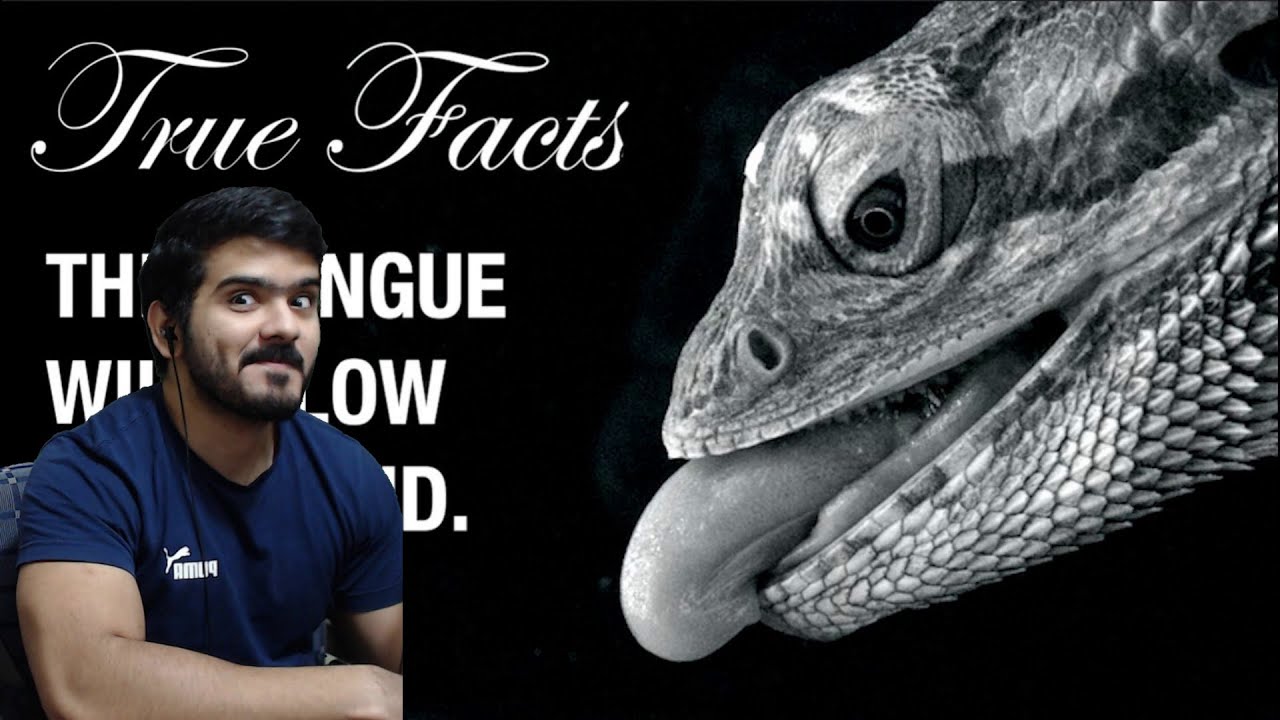 True Facts: Snake and Lizard Tongues  (zefrank1) CG Reaction