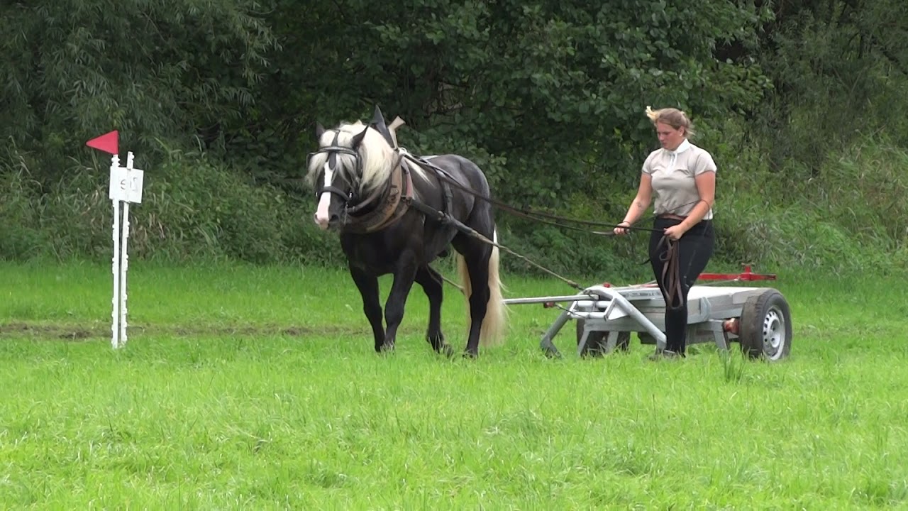40. Valentino - SchwK Hengst - LP Ziehen und Fahren im HuL Gestüt Marbach am 14.09.2021 - Ziehen