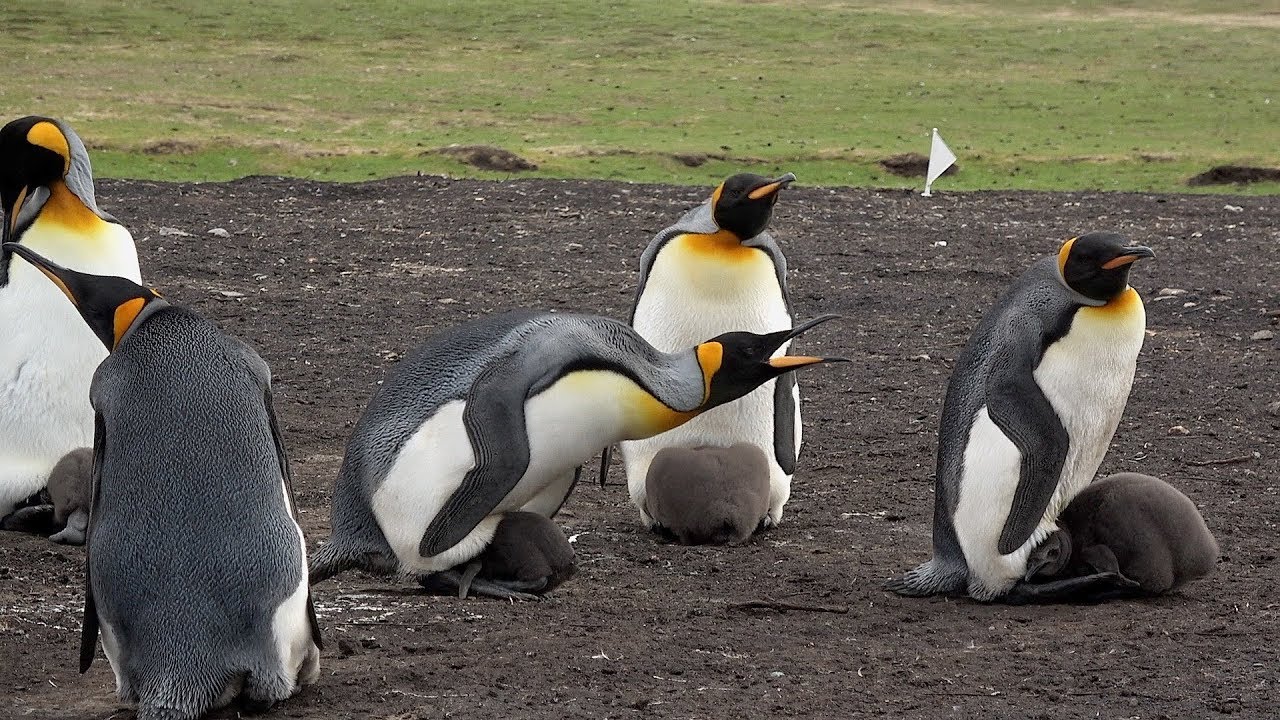 Falkland Islands & Bluff Cove 26 Feb 2019
