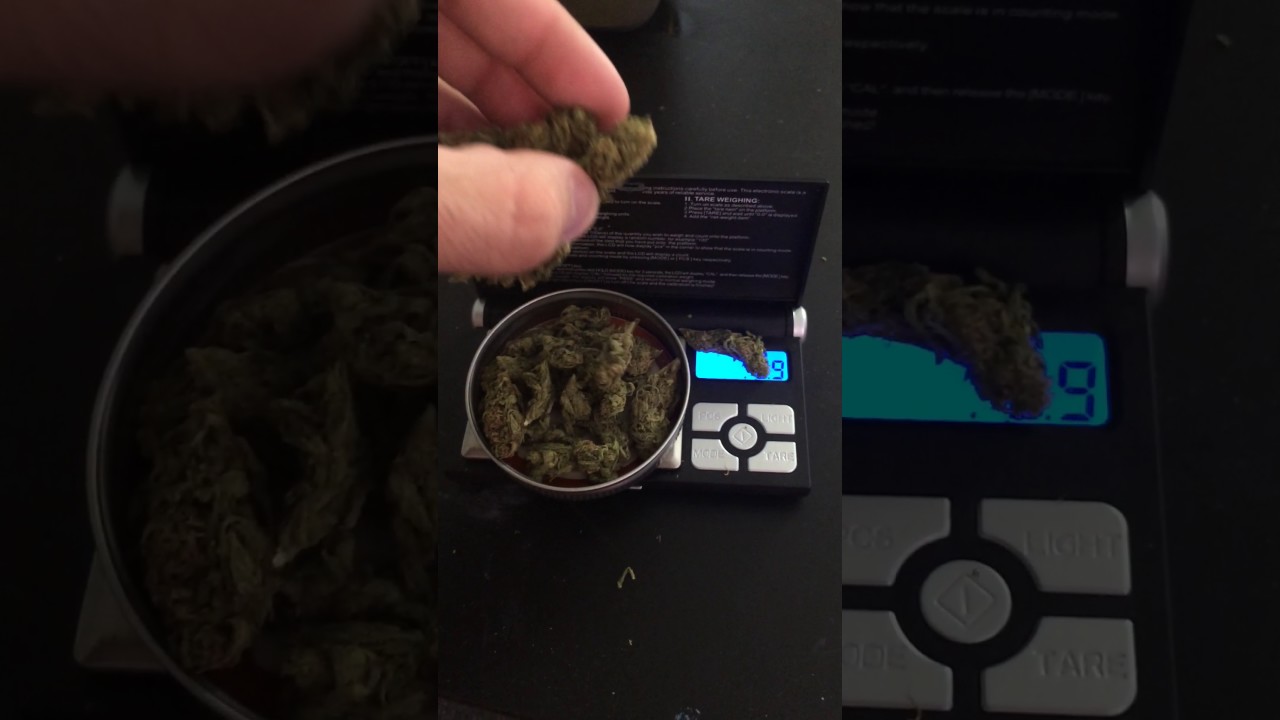 Weighing 7 grams of weed (quarter)