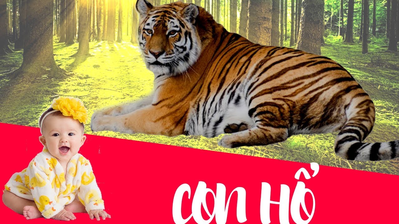 B&eacute; tập n&oacute;i con hổ | Con cọp | Dạy b&eacute; học n&oacute;i con vật tiếng việt