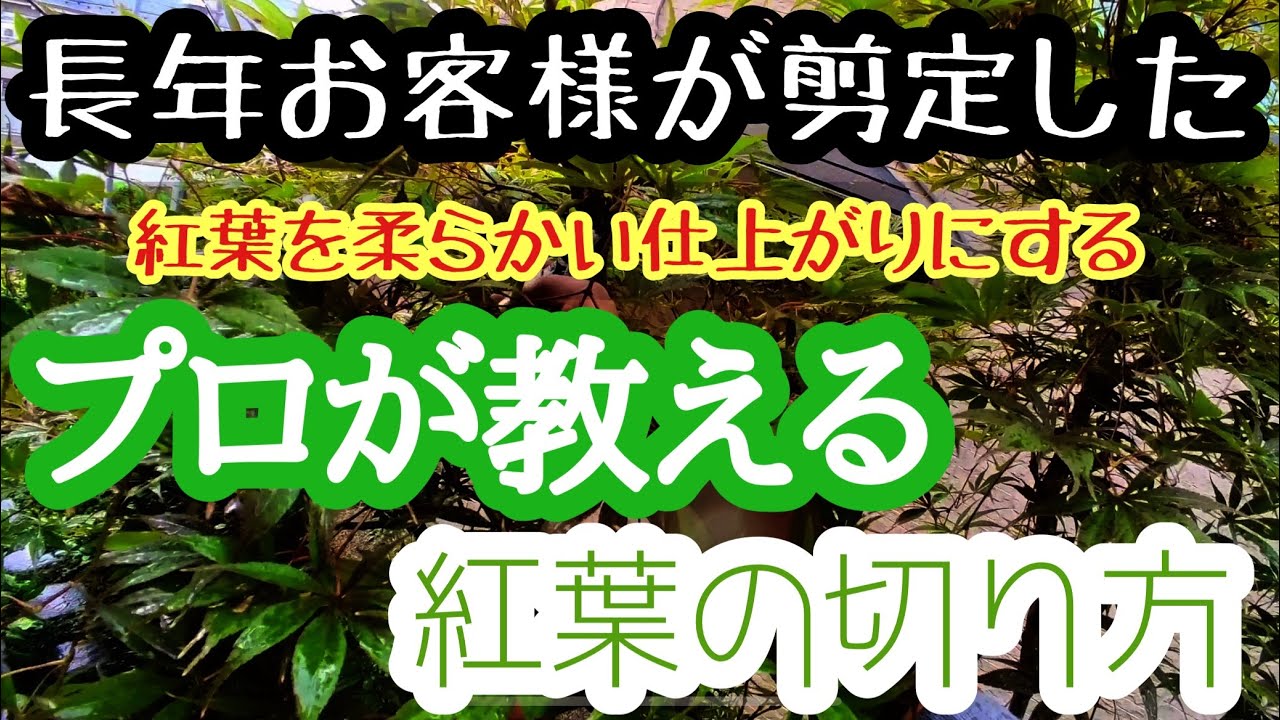 【植木屋が教える】紅葉の切り方、長年お客様が手入れしていた紅葉の剪定
