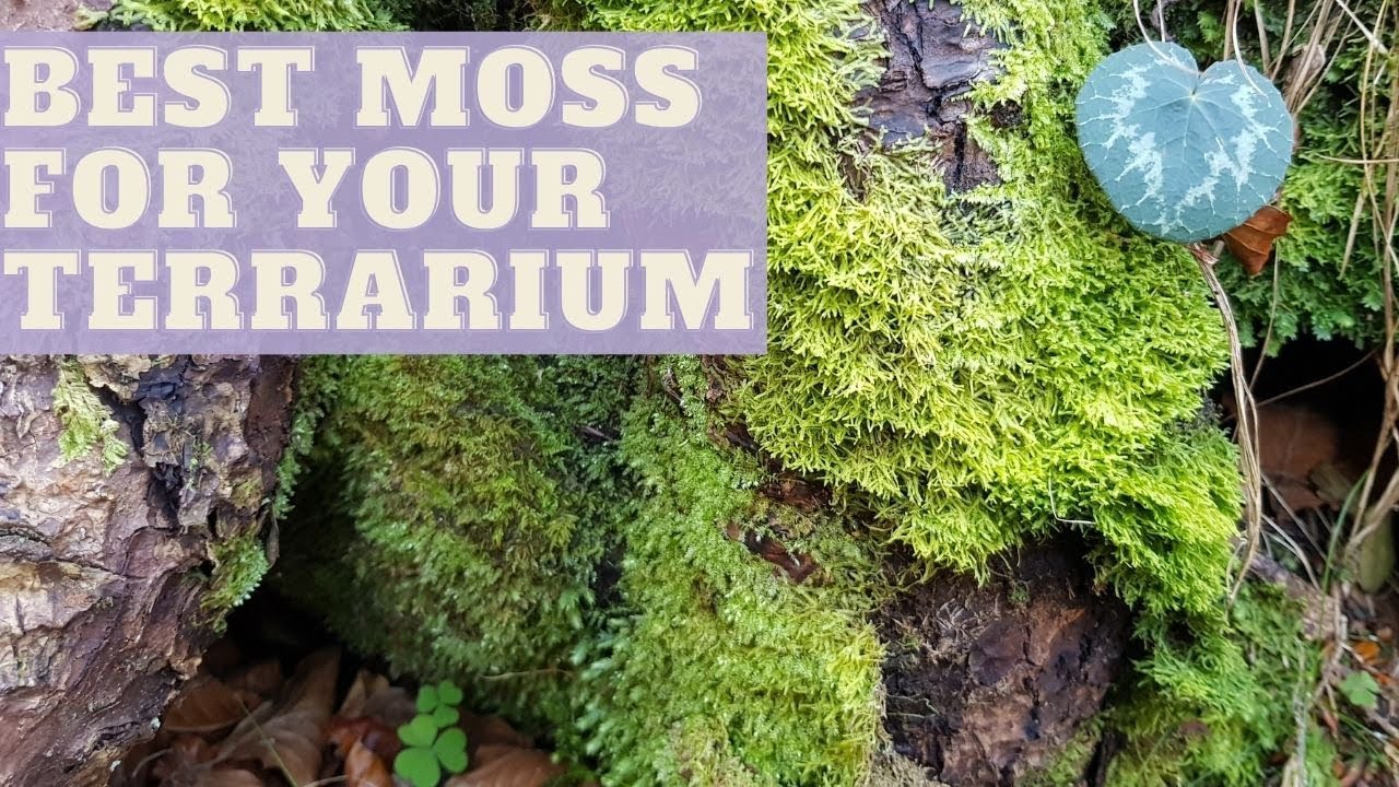 How To Collect MOSS For TERRARIUM | EASY DIY glass terrarium
