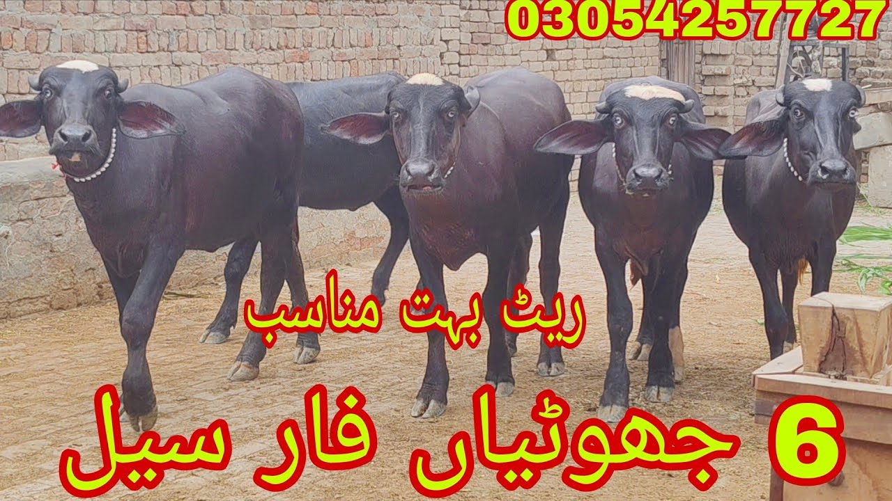 Watch piure Nili Ravi buffalo for sale sheraz Kharal 5.7.2025 03054257727