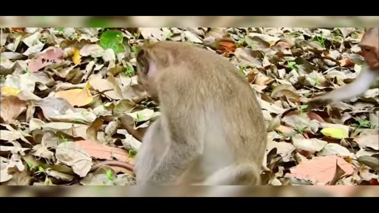 Bad Bad Baby Monkeys whats a mother to do!!!