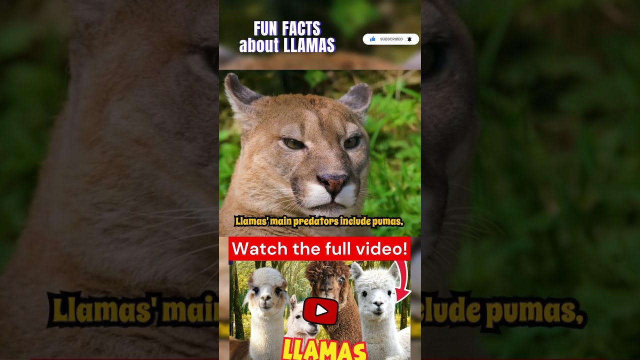 Fun facts about llamas Part 12 #lama #lamas #tier #tiere #exotischeTiere