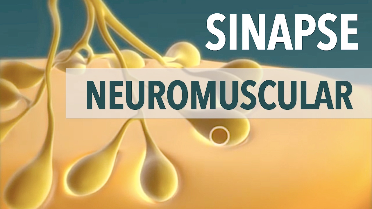 Sinapse Neuromuscular: Anima&ccedil;&atilde;o | Anatomia e etc.