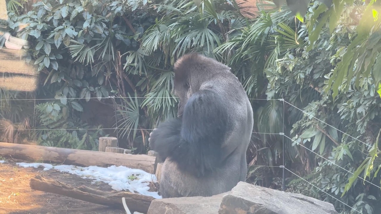 gorilla 雪が残る中⛄外でご飯を食べるハオコ【2026年‎2月10-13日】【上野動物園】ゴリラ💗