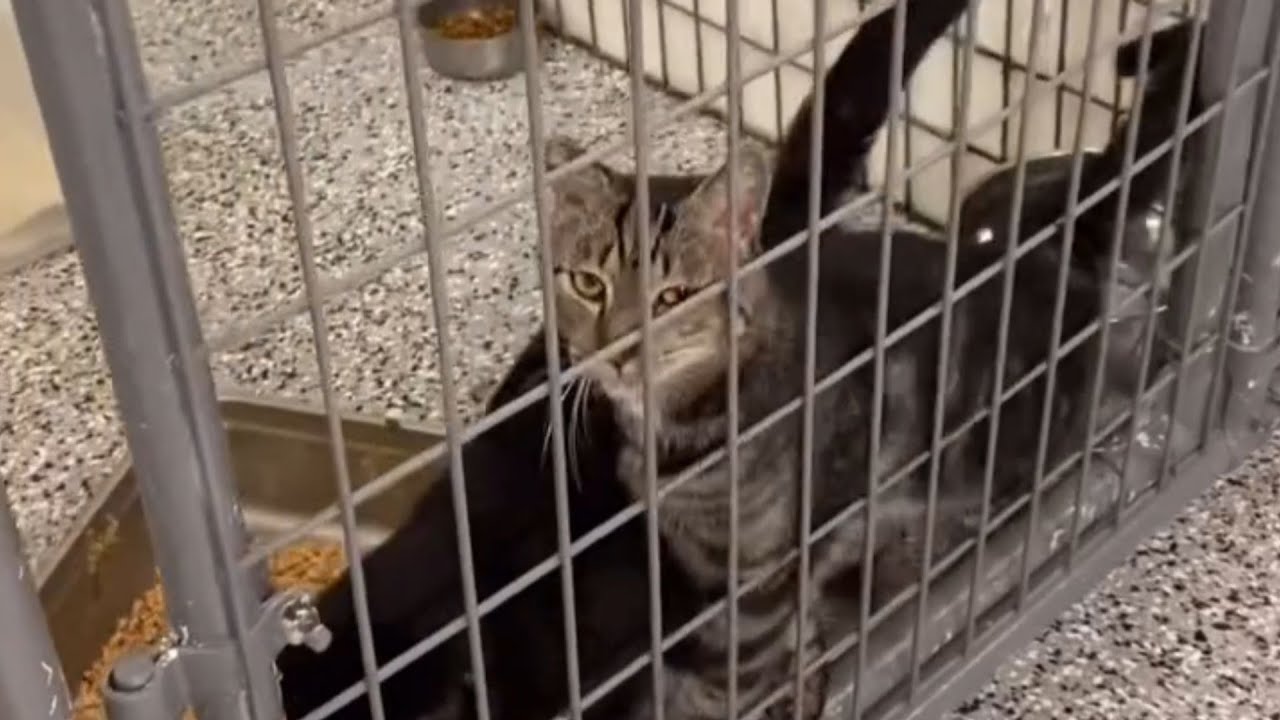 Она спасла эту кошку из приюта. То, что произошло дальше, растопит ваше сердце