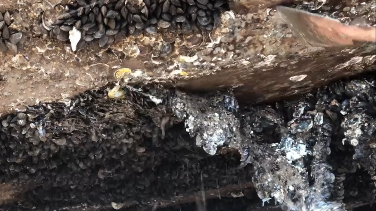 Scraping Gunk off a Lobster Boat. Satisfying Barnacle Removal
