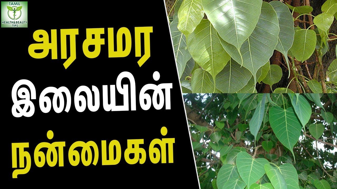 அரசமர இலையின் நன்மைகள்
