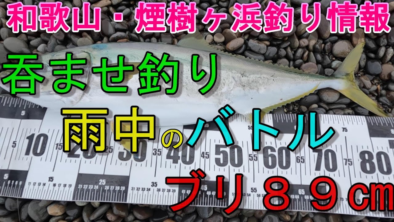 03-02　煙樹ヶ浜釣り情報・取材編【第1253回】呑ませ釣りで８9㌢のブリが上がりました #ブリ89ｃｍ ＃遠投カゴ釣り #和歌山釣り #煙樹ヶ浜