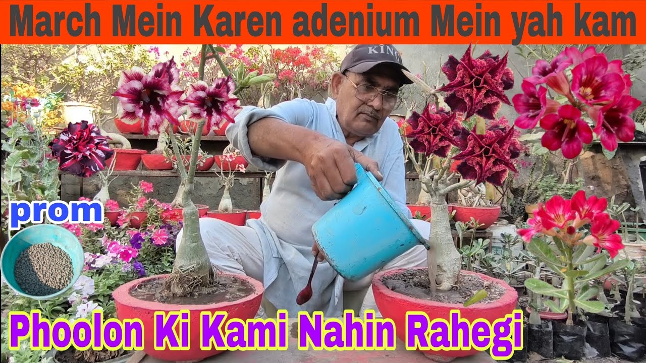 March mein karen adenium mein yah kaam phoolon ki kami nahin rahegi