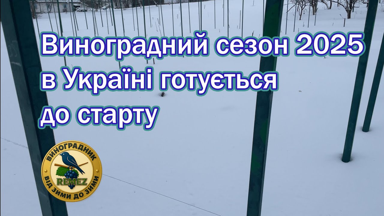 Виноградний сезон 2025 в Україні готується до старту