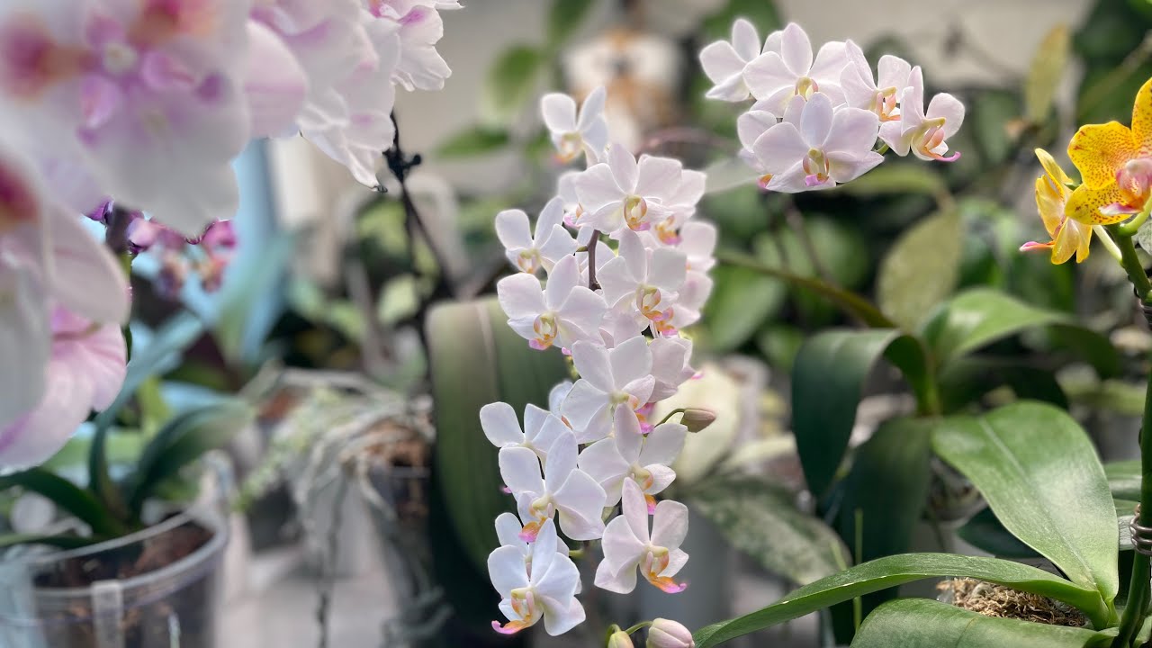 Орхидеи в марте 2026