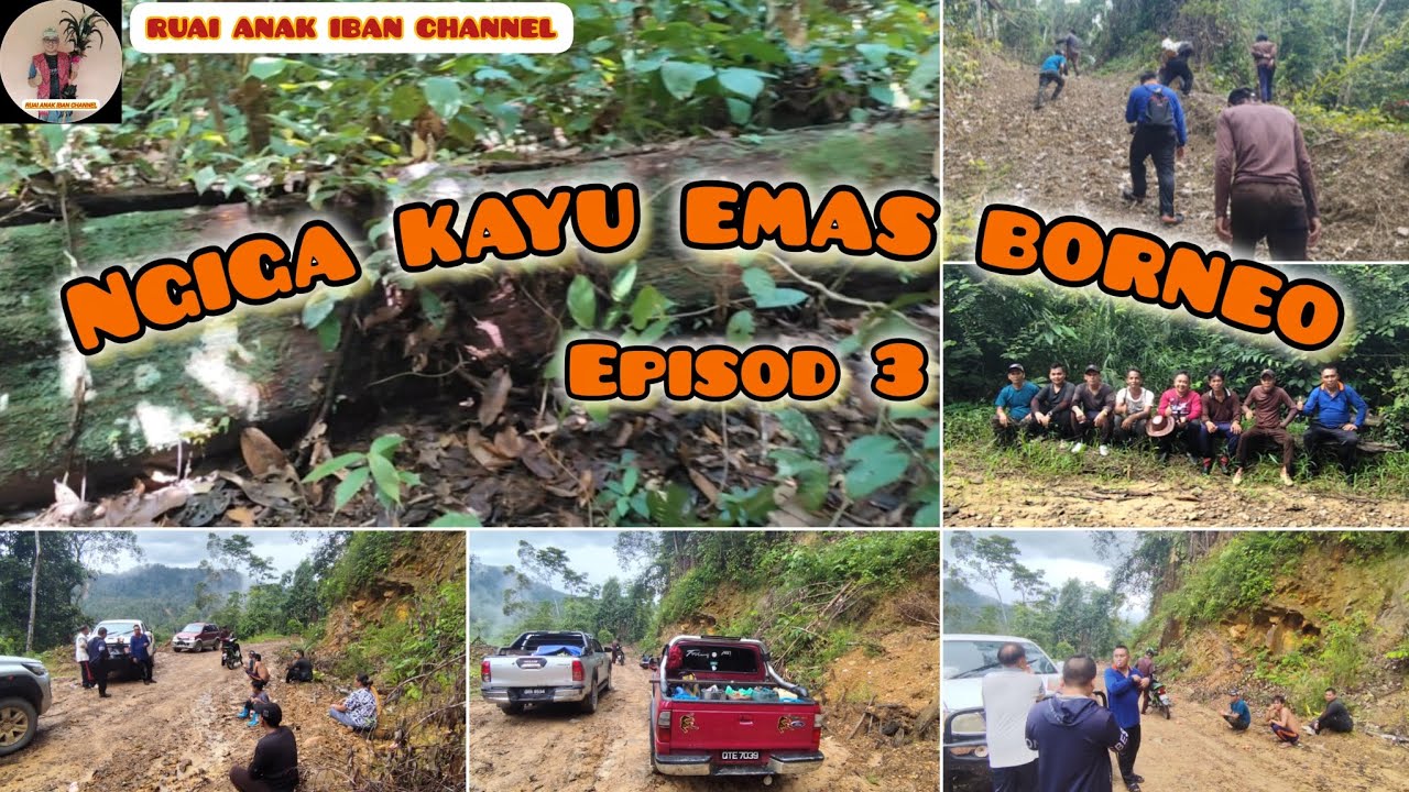 NGIGA KAYU EMAS BORNEO EPISO 3
